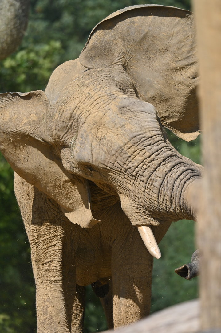 African elephant Loxodonta africana