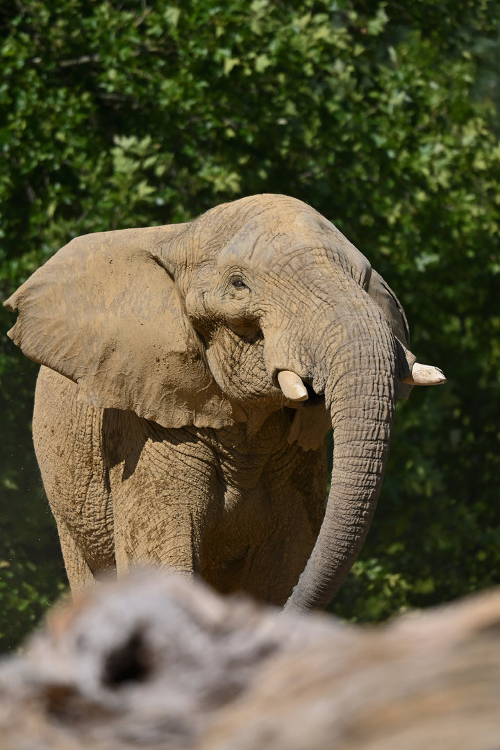 African elephant Loxodonta africana