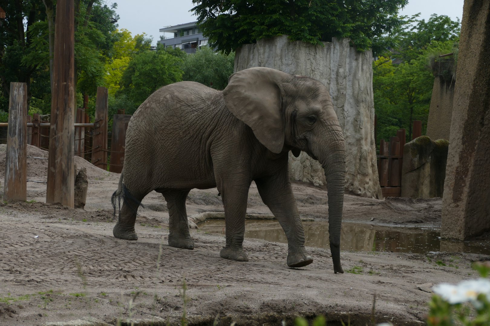 African elephant (Loxodonta africana)