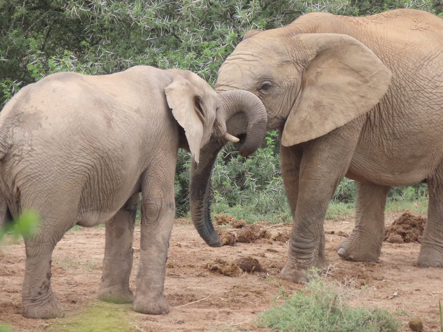 African elephant (Loxodonta africana)