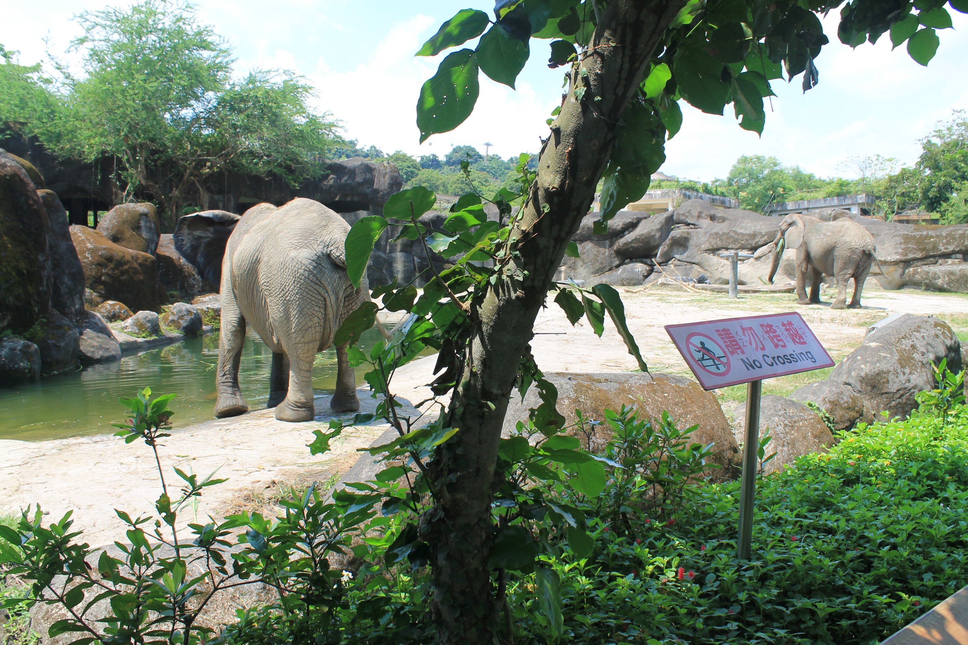 African Elephant (Loxodonta africana)