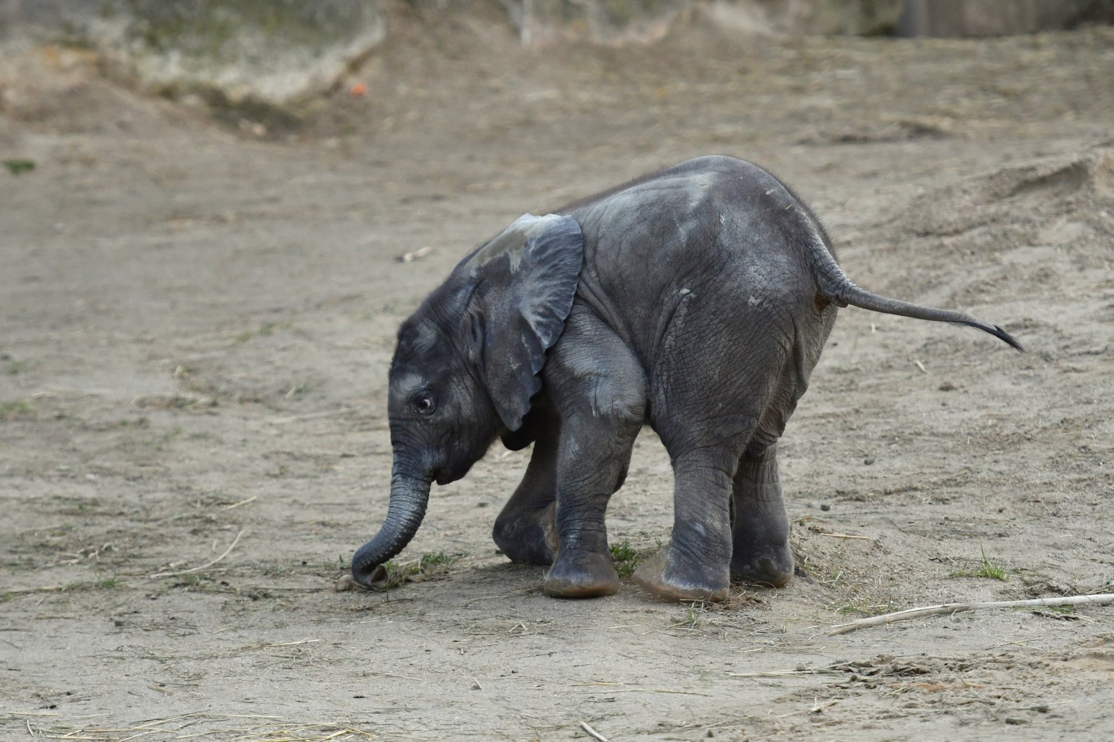 African elephant (Loxodonta africana)