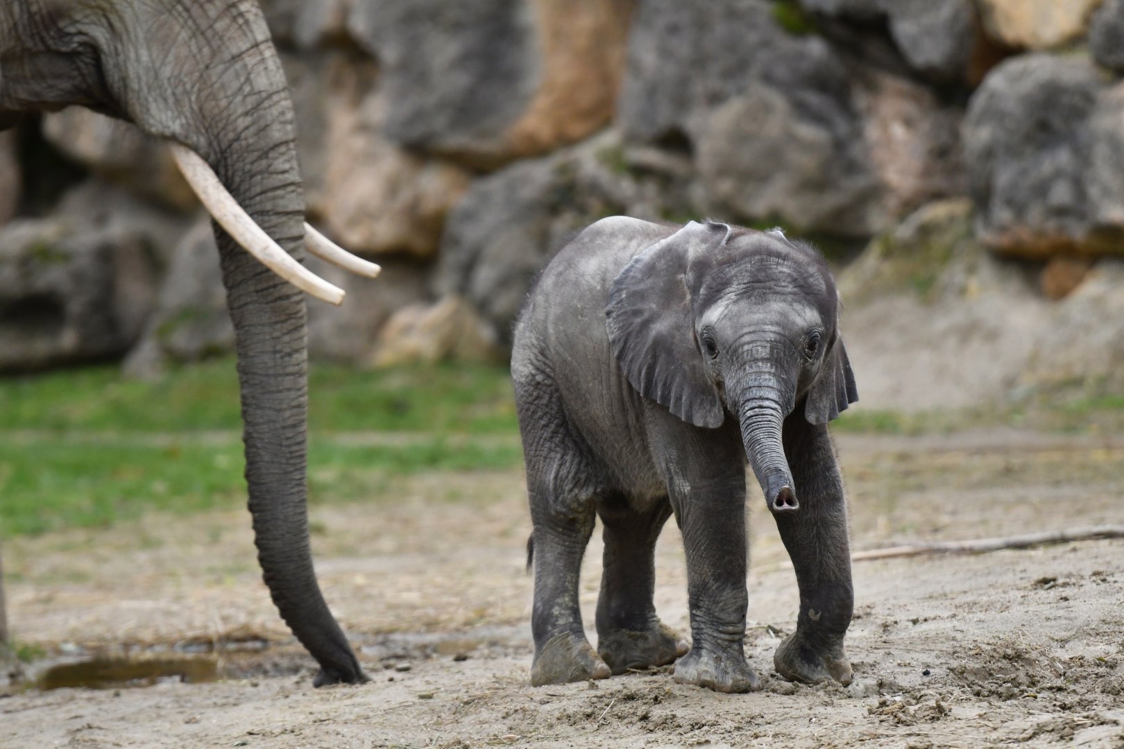 African elephant (Loxodonta africana)