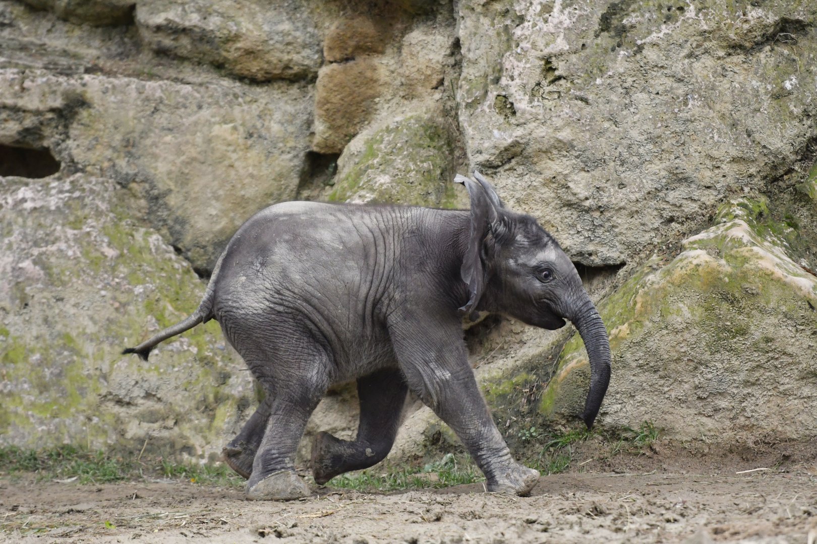 African elephant (Loxodonta africana)