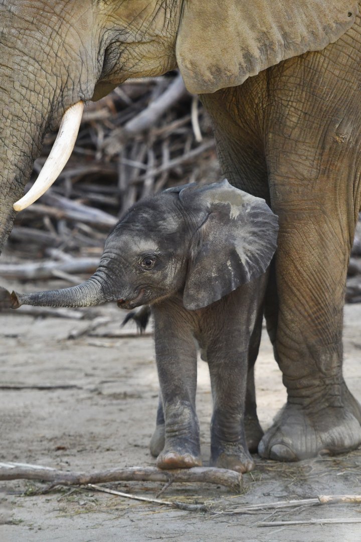 African elephant (Loxodonta africana)