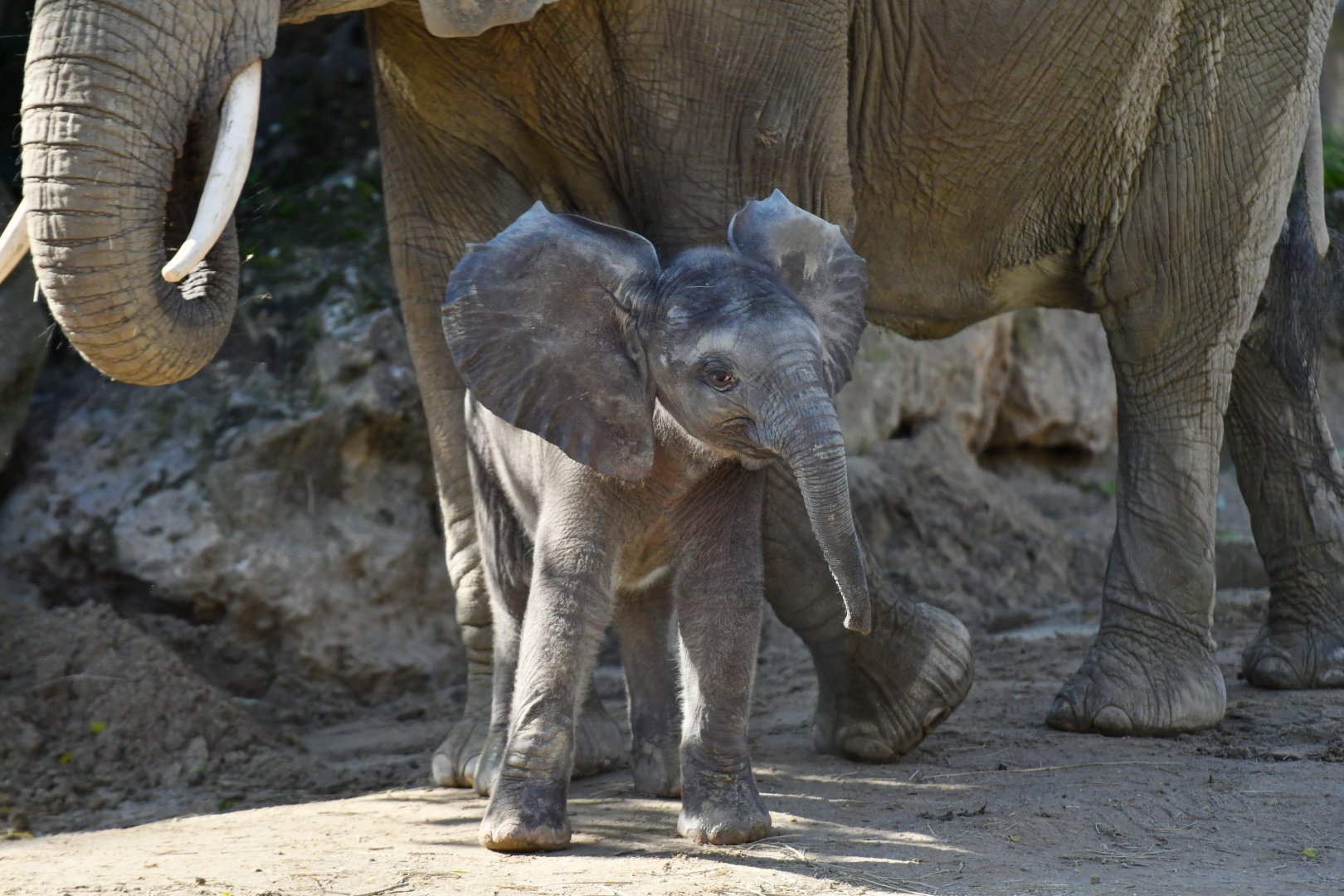 African elephant (Loxodonta africana)