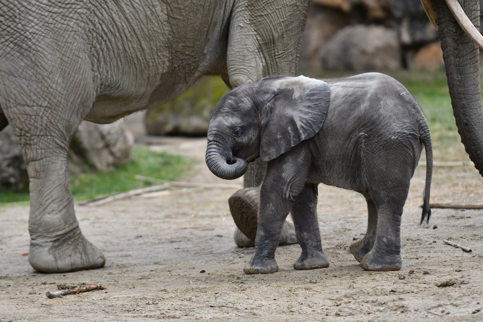 African elephant (Loxodonta africana)