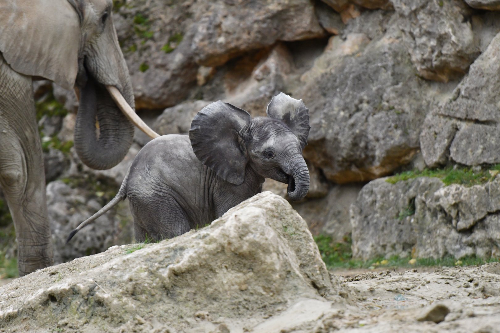 African elephant (Loxodonta africana)