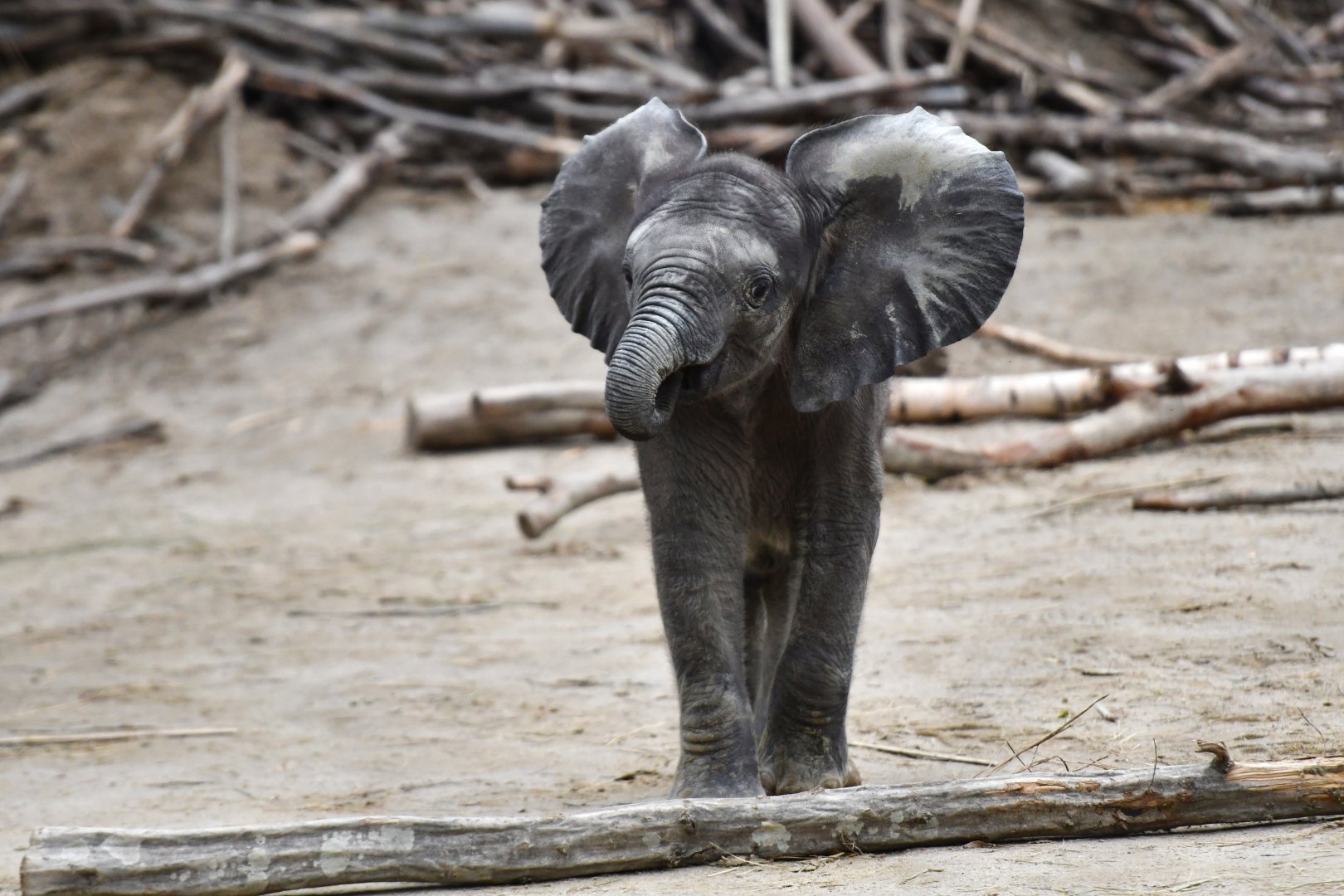 African elephant (Loxodonta africana)