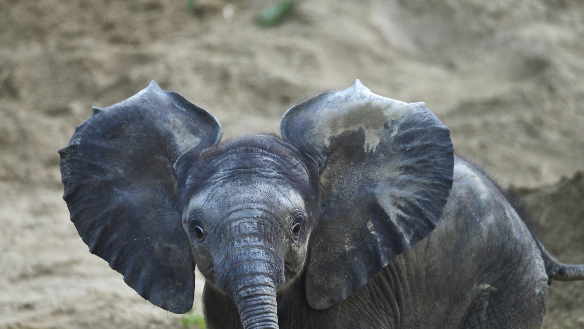 African elephant (Loxodonta africana)