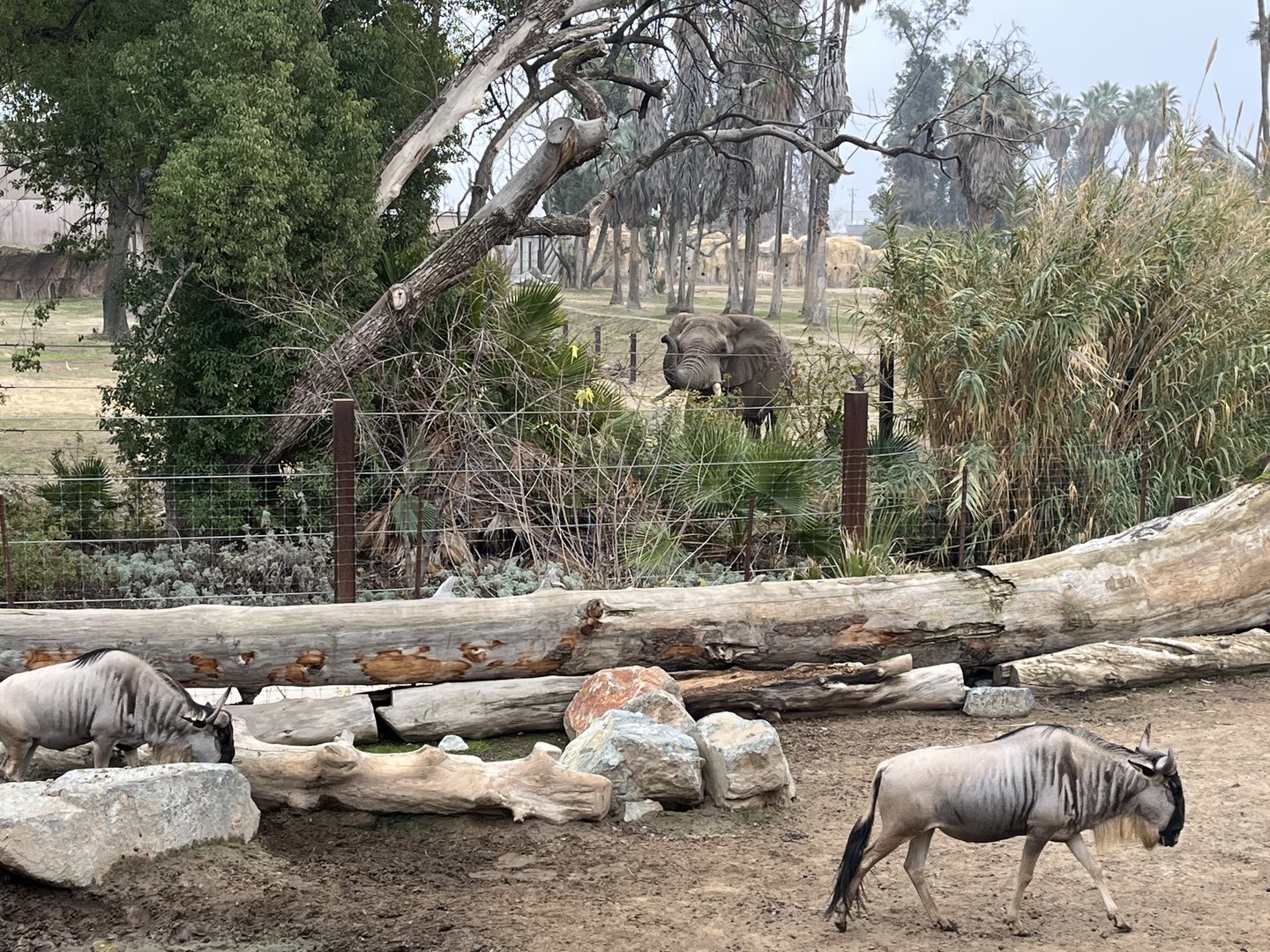 African Elephant Mabu and 2 Wildebeest