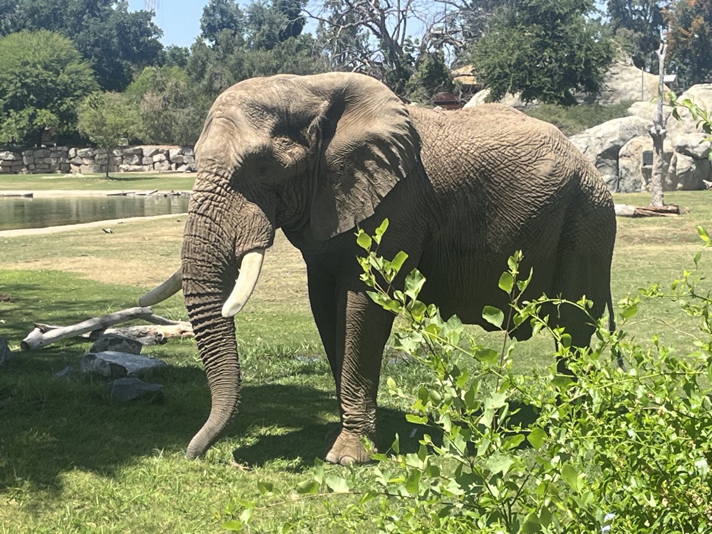 African Elephant Mabu