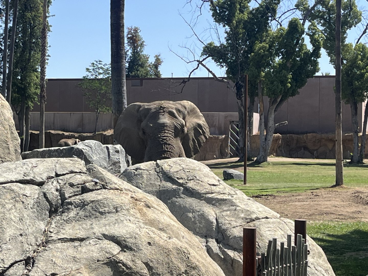 African Elephant Mabu