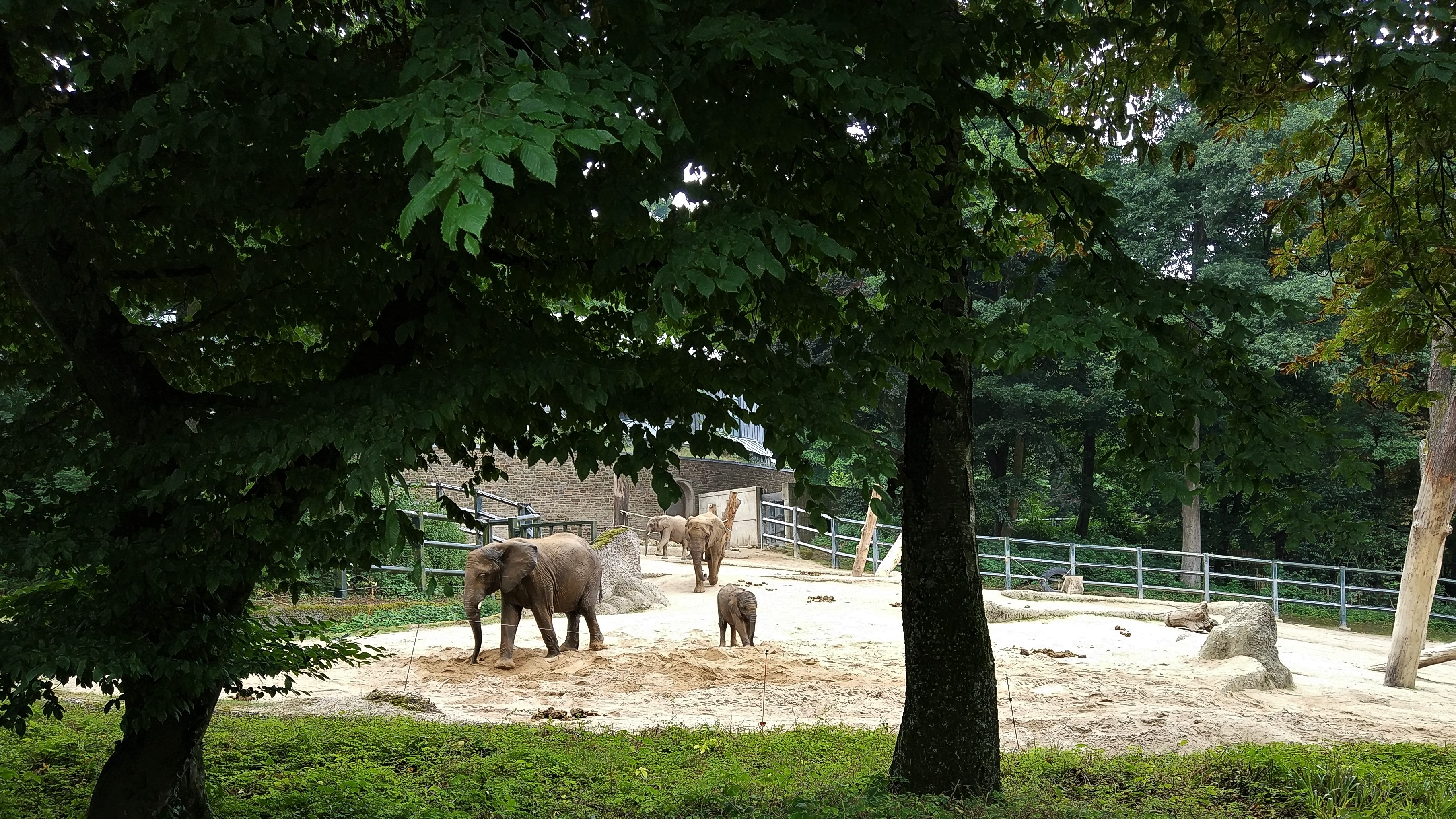 African Elephant Main Paddock