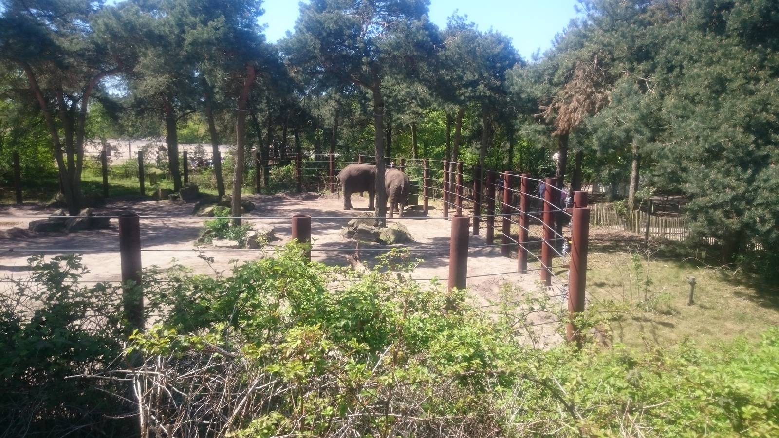 African elephant - male enclosure