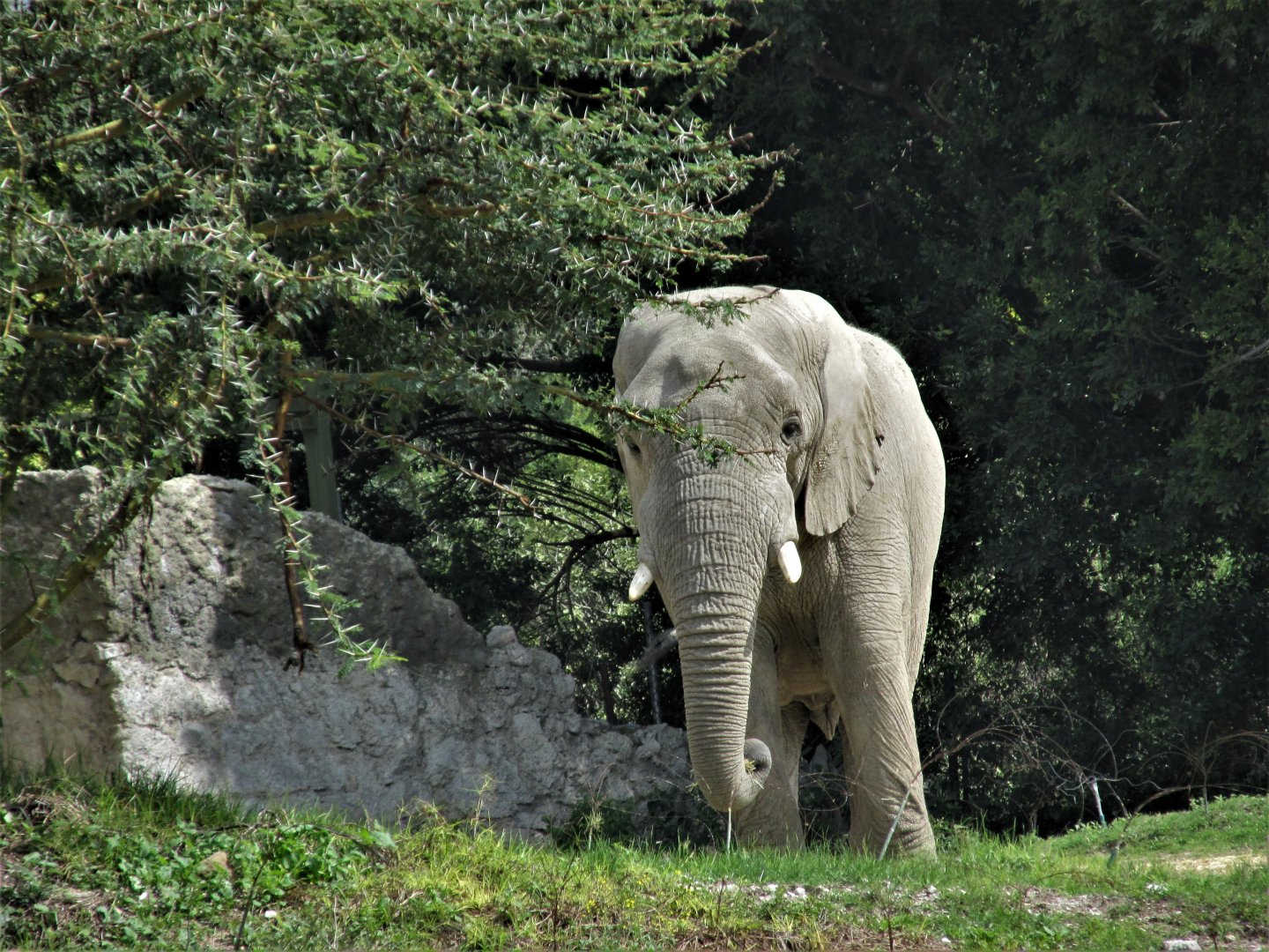 african elephant male