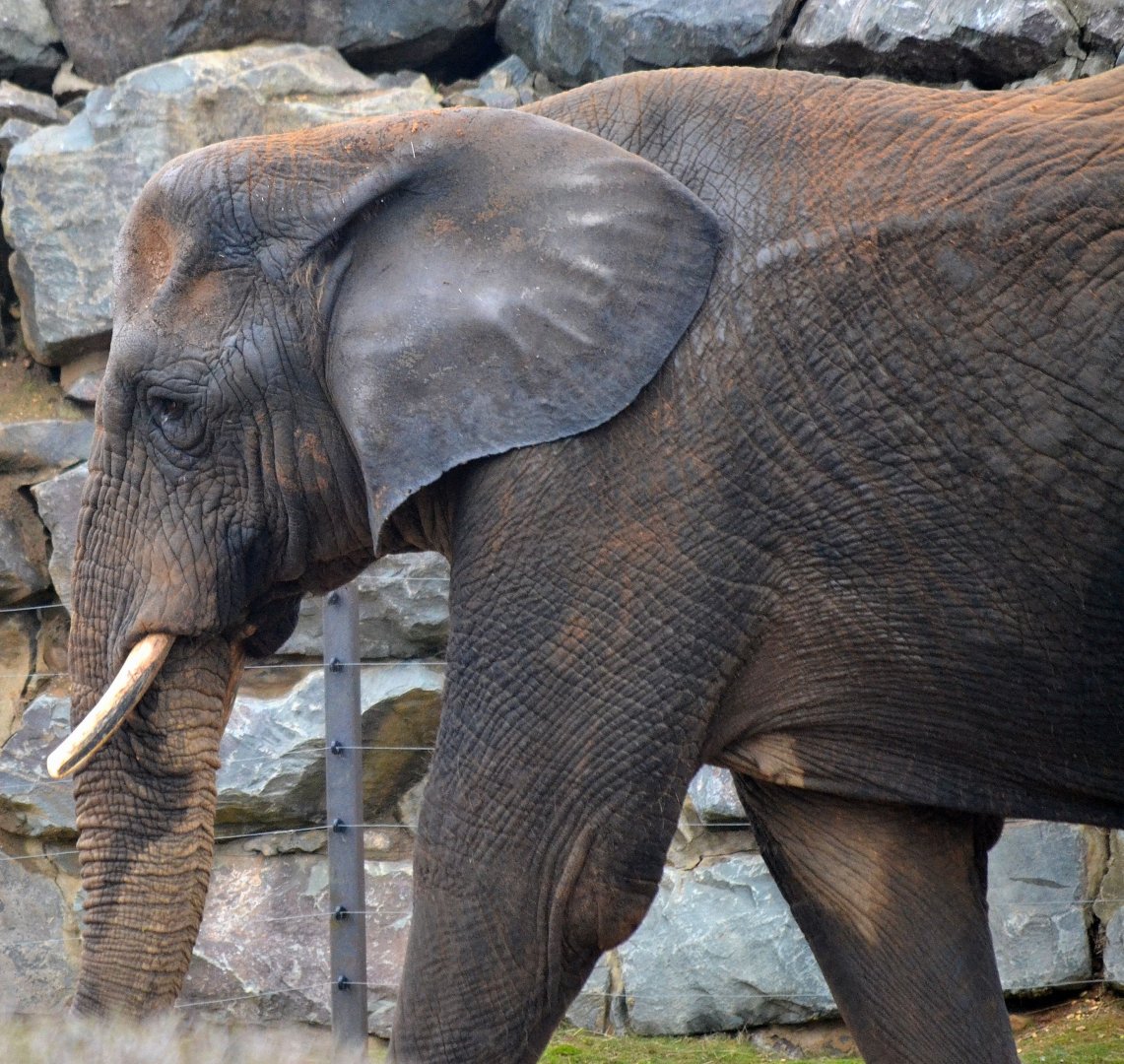 African Elephant - March 2017