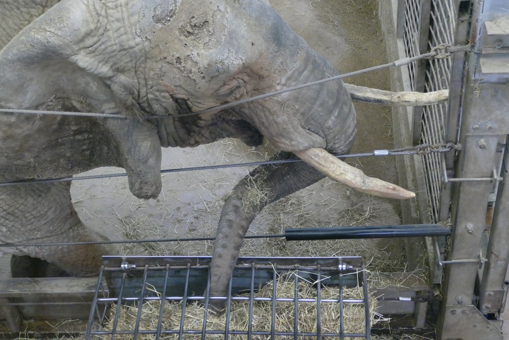 African elephant, March 2019