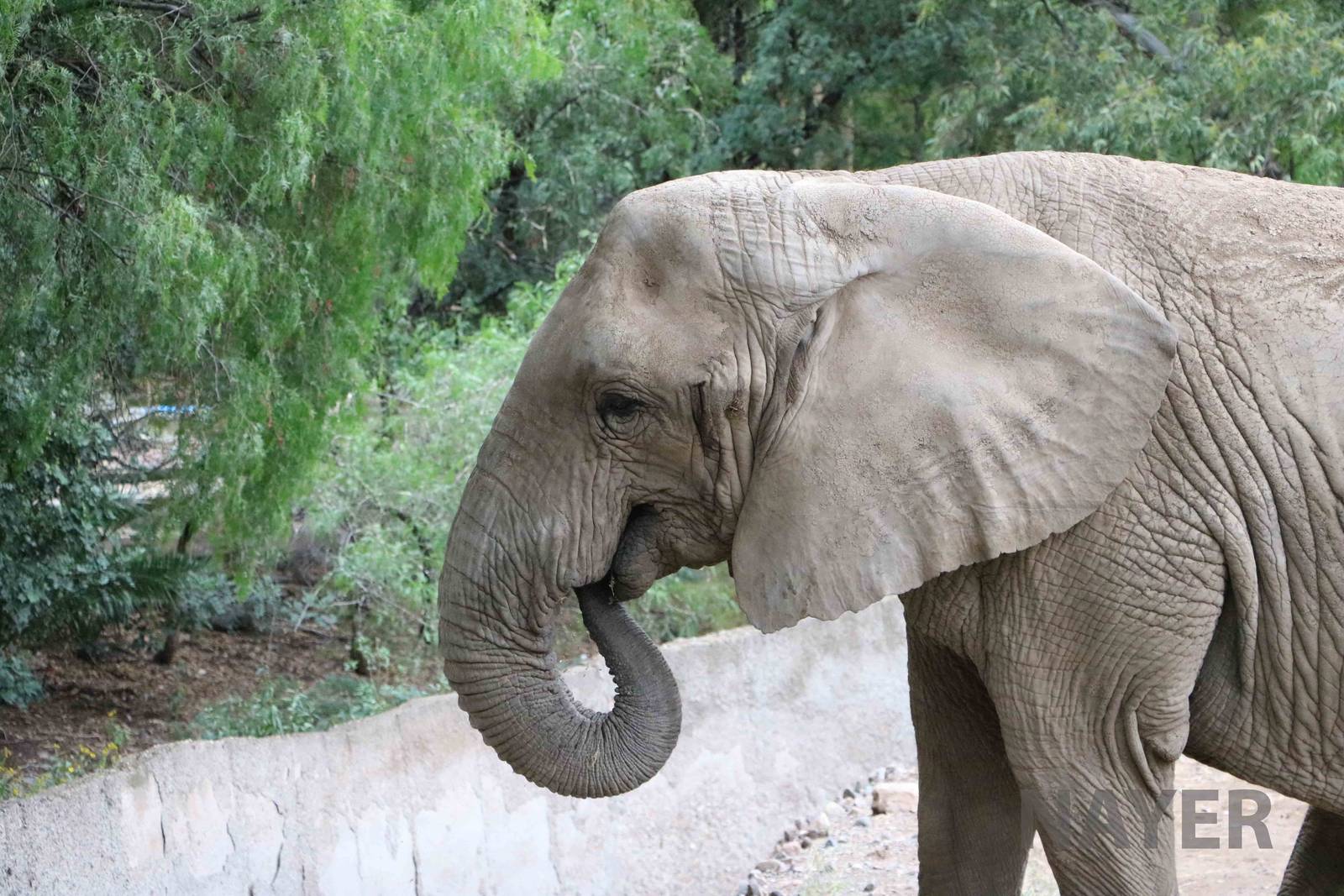 African elephant - Mendoza Zoo, April 2016