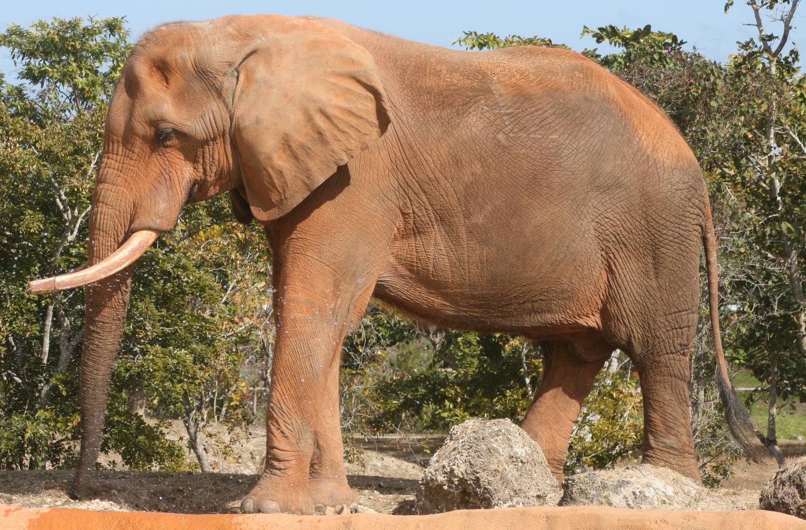 African elephant; Miami MetroZoo; February 2009