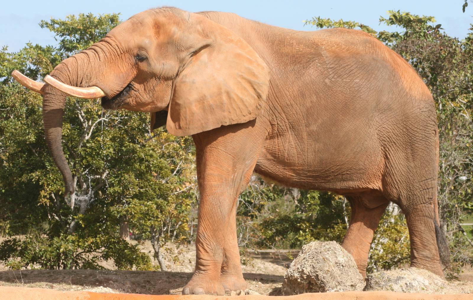 African elephant; Miami MetroZoo; February 2009