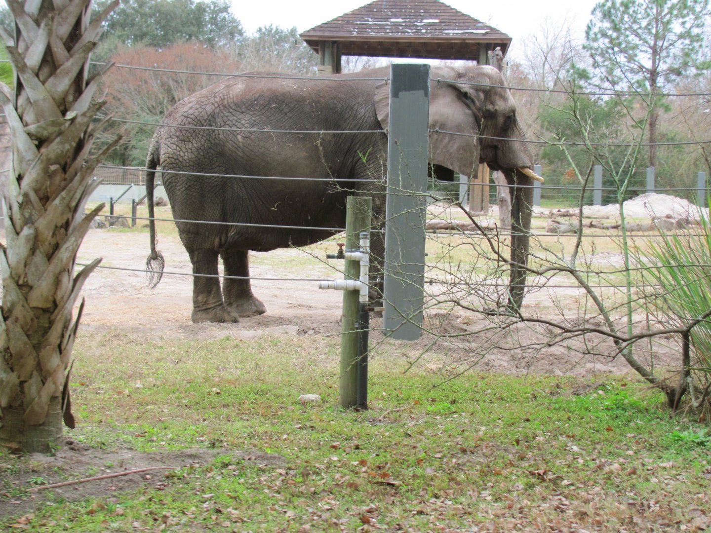African Elephant Moki (From Train)