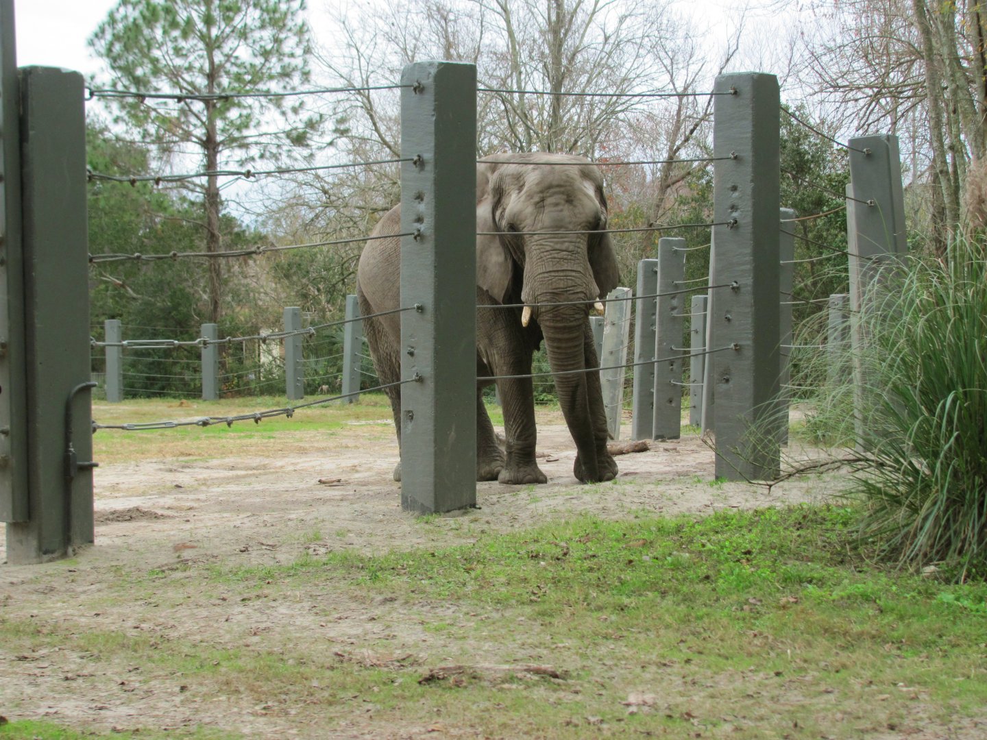 African Elephant Moki (From Train)