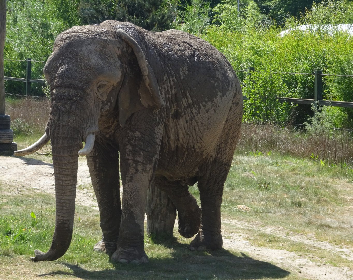 African elephant Mondula 20 May 2025