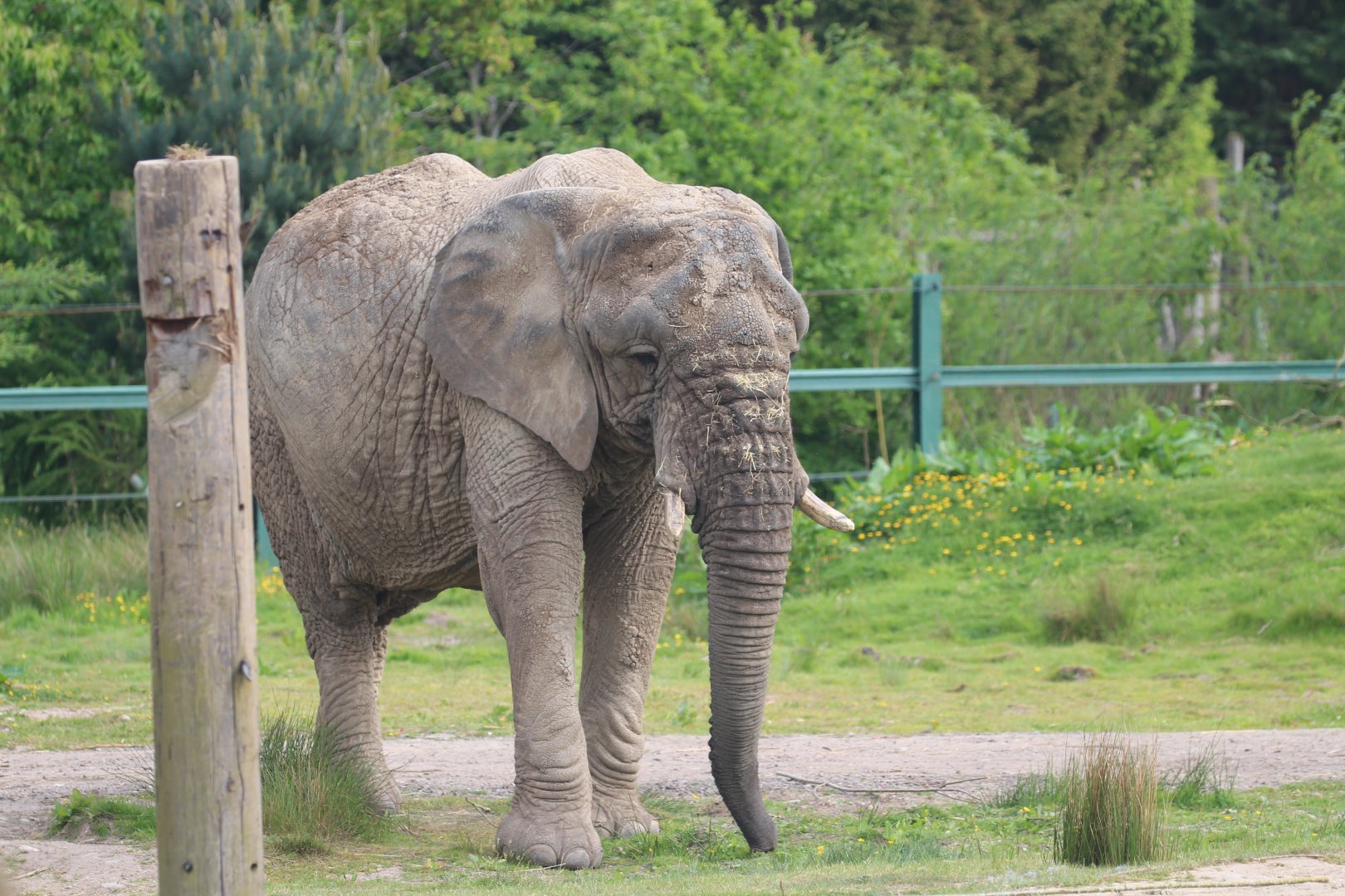 African elephant, Mondula