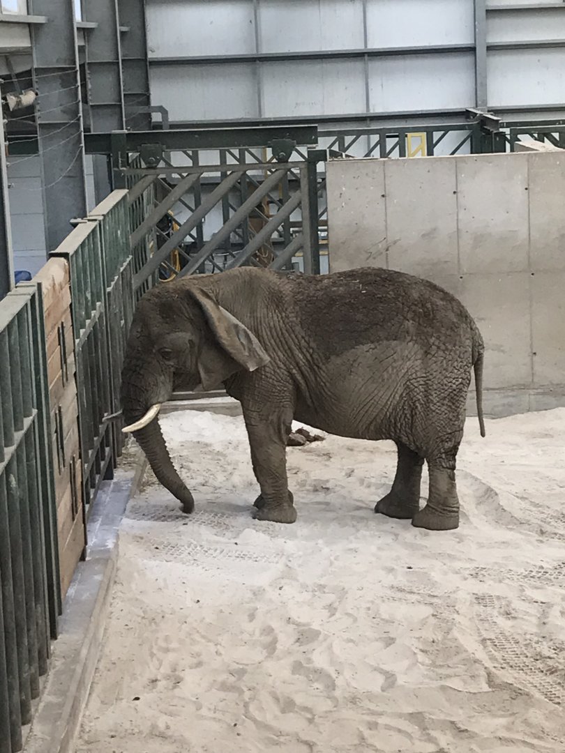 African elephant “Mondulla”