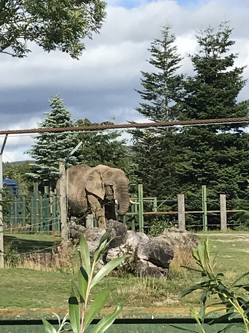 African elephant “Mondulla”