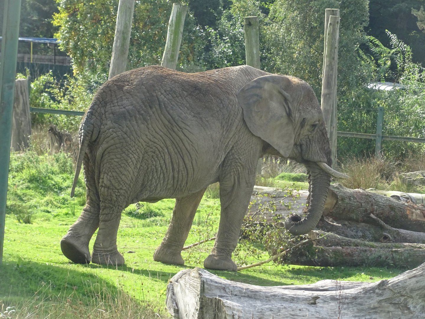 African elephant Mondy