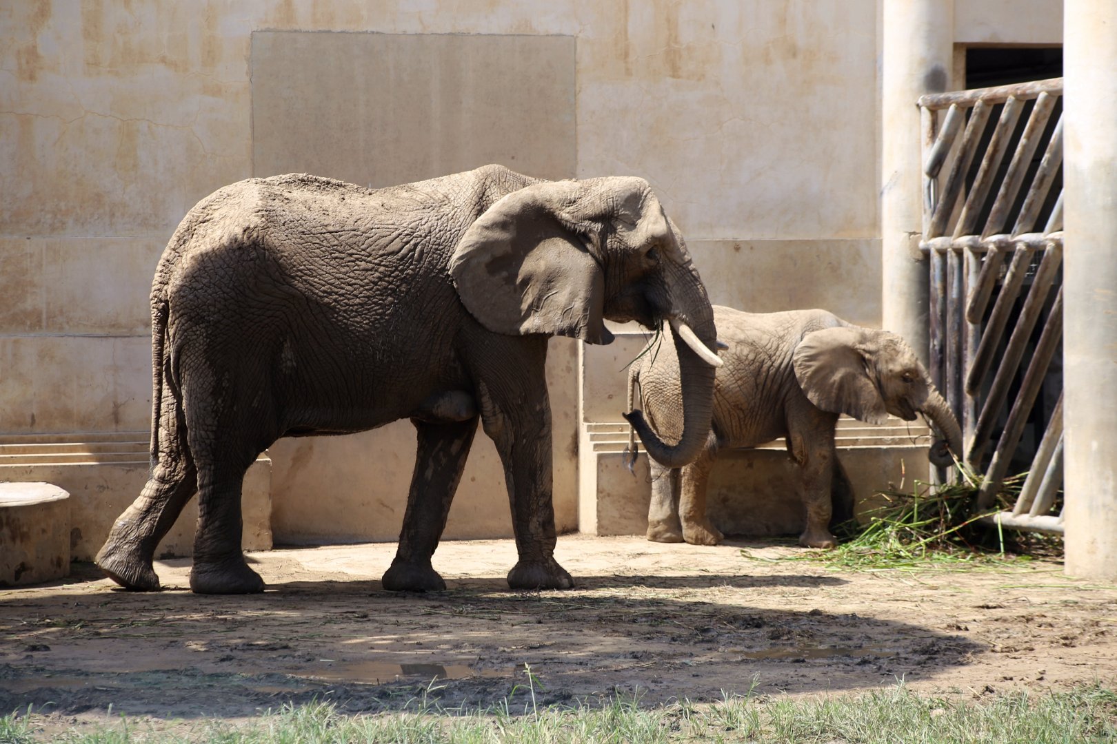 African Elephant, Mother and Daughter