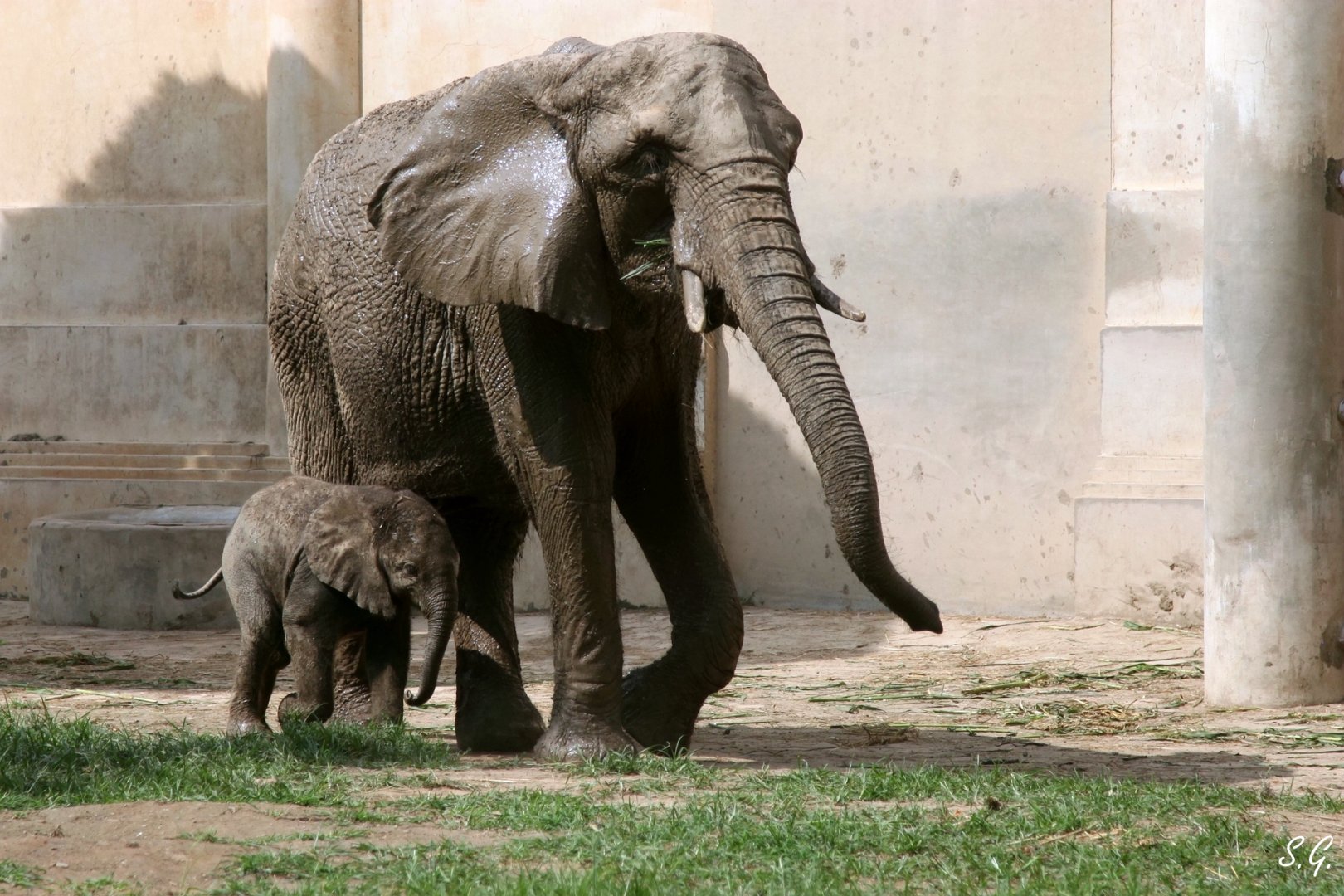 African elephant mother and her 82 day old calf