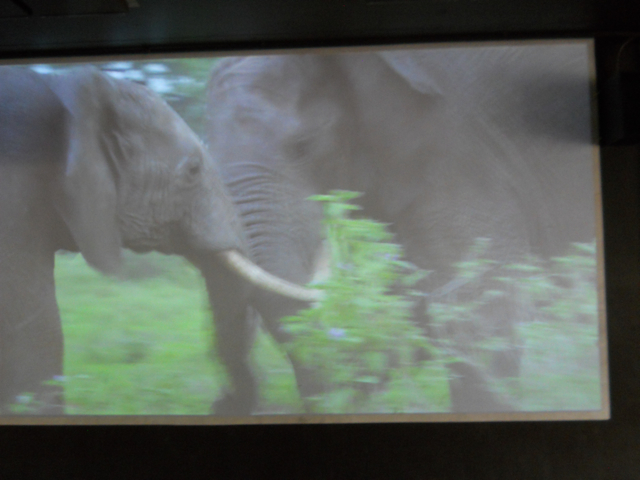 African Elephant movie in elephant theater