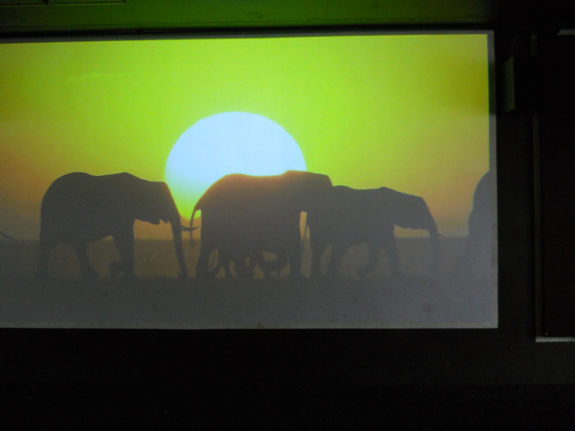 African Elephant movie in elephant theater