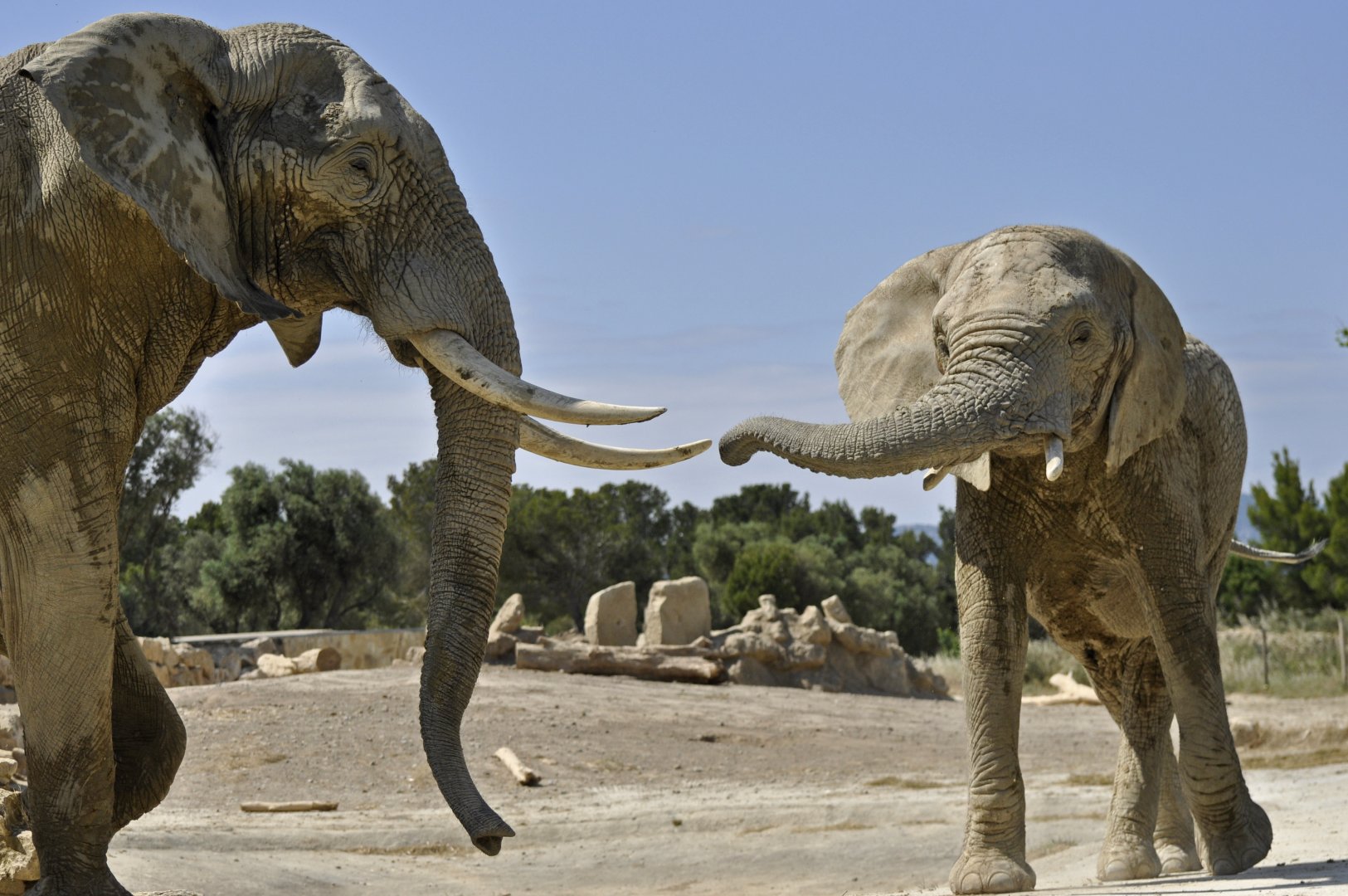 African elephant Ndume and Csami