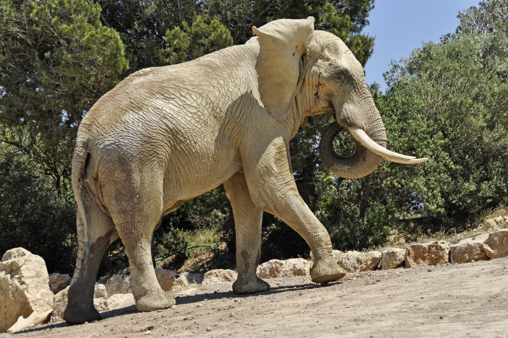 African elephant Ndume