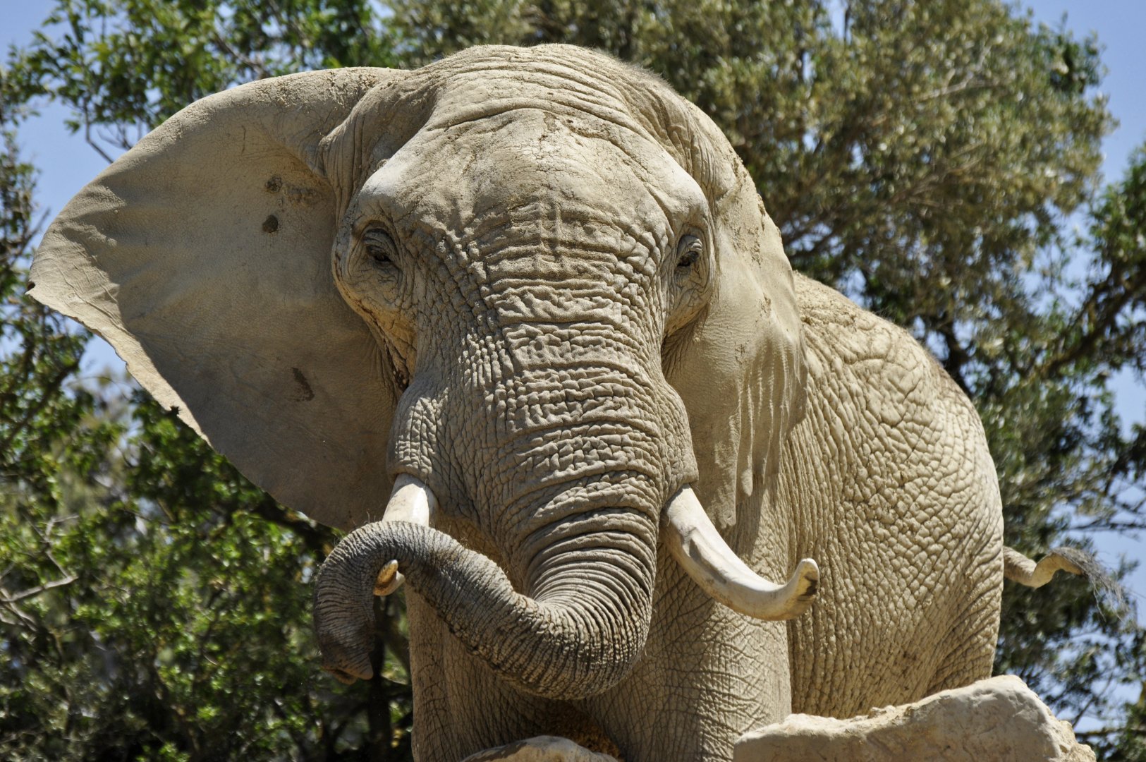 African elephant Ndume