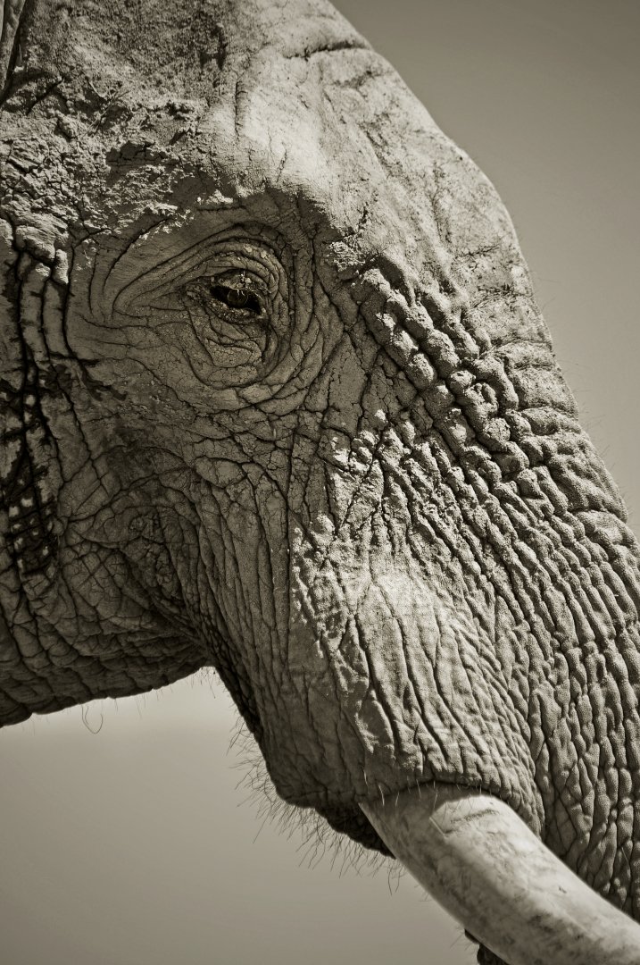 African elephant Ndume