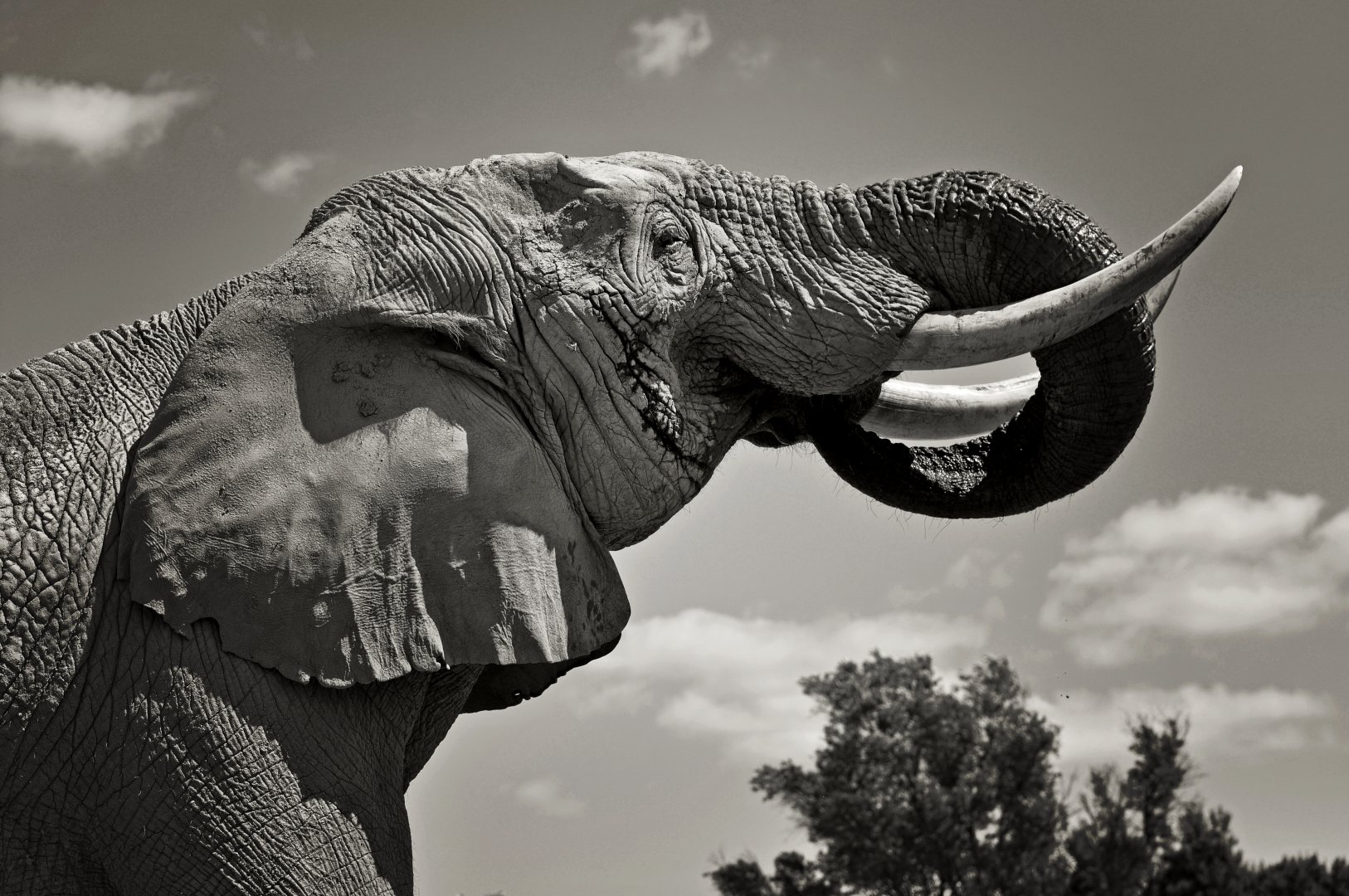 African elephant Ndume
