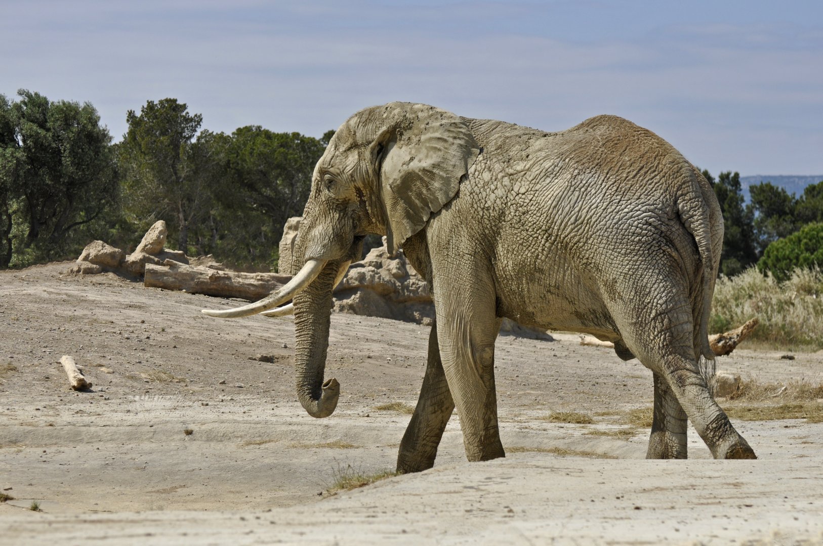 African elephant Ndume