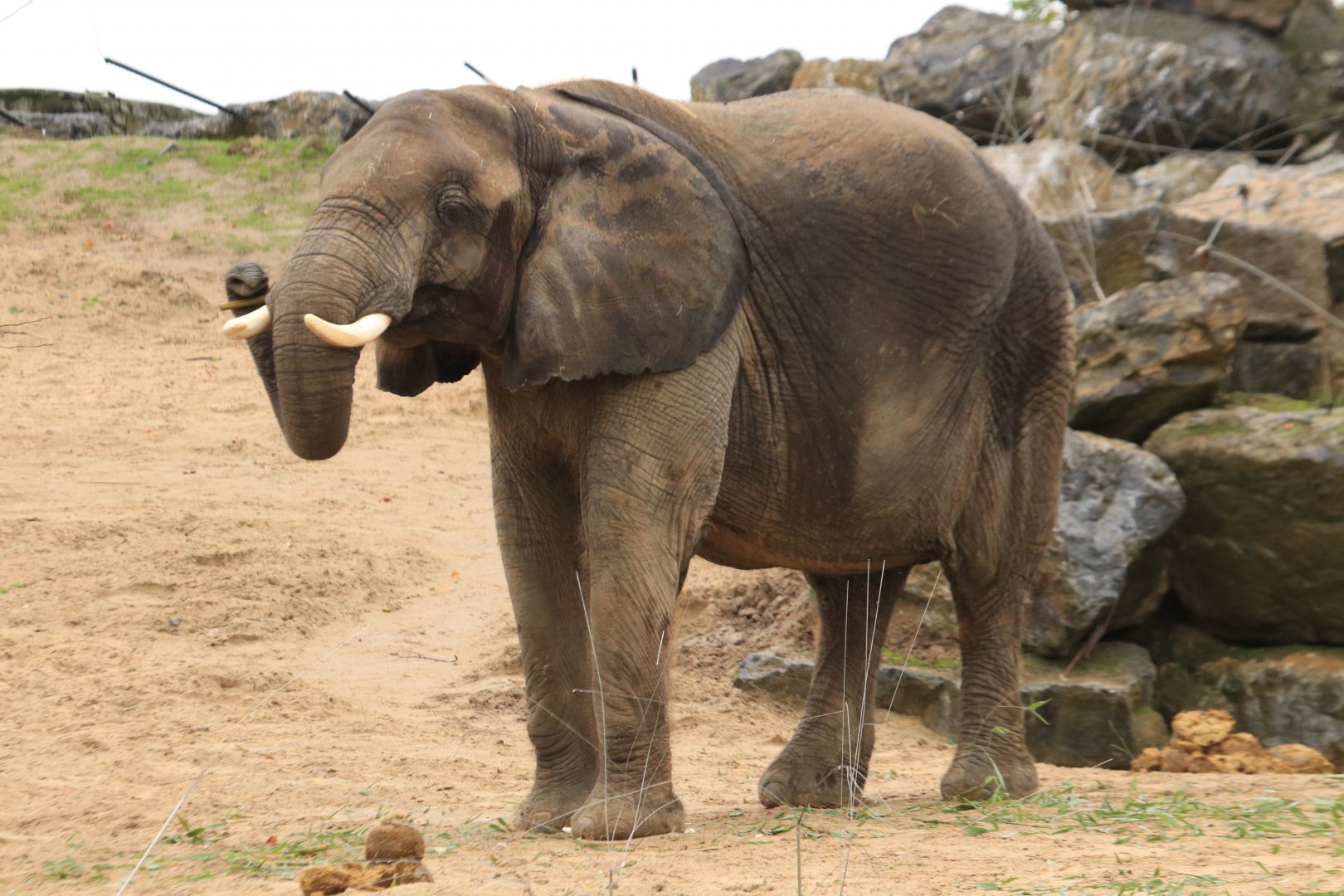 African elephant (November 2019)