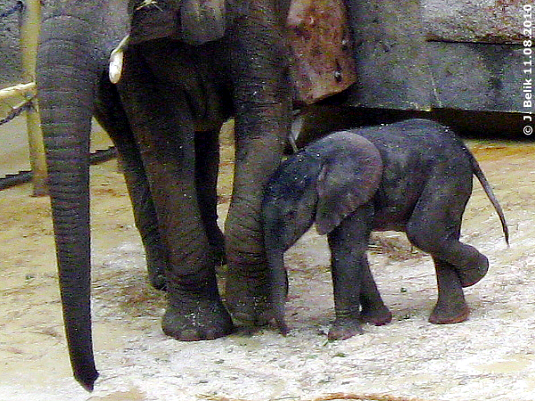 African elephant Numbi and her calf at Zoo Vienna
