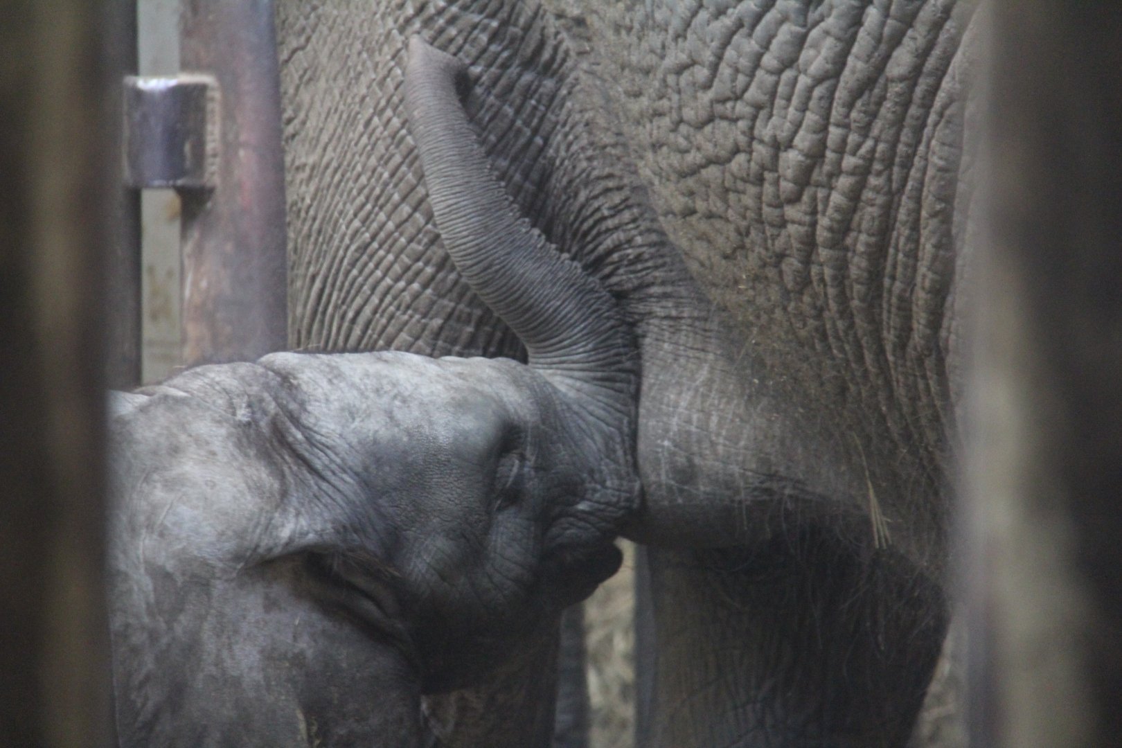 African elephant nursing