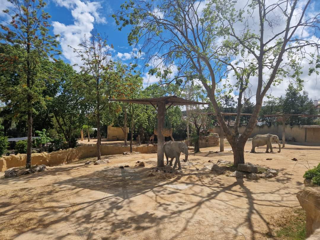 African Elephant / Nyala exhibit