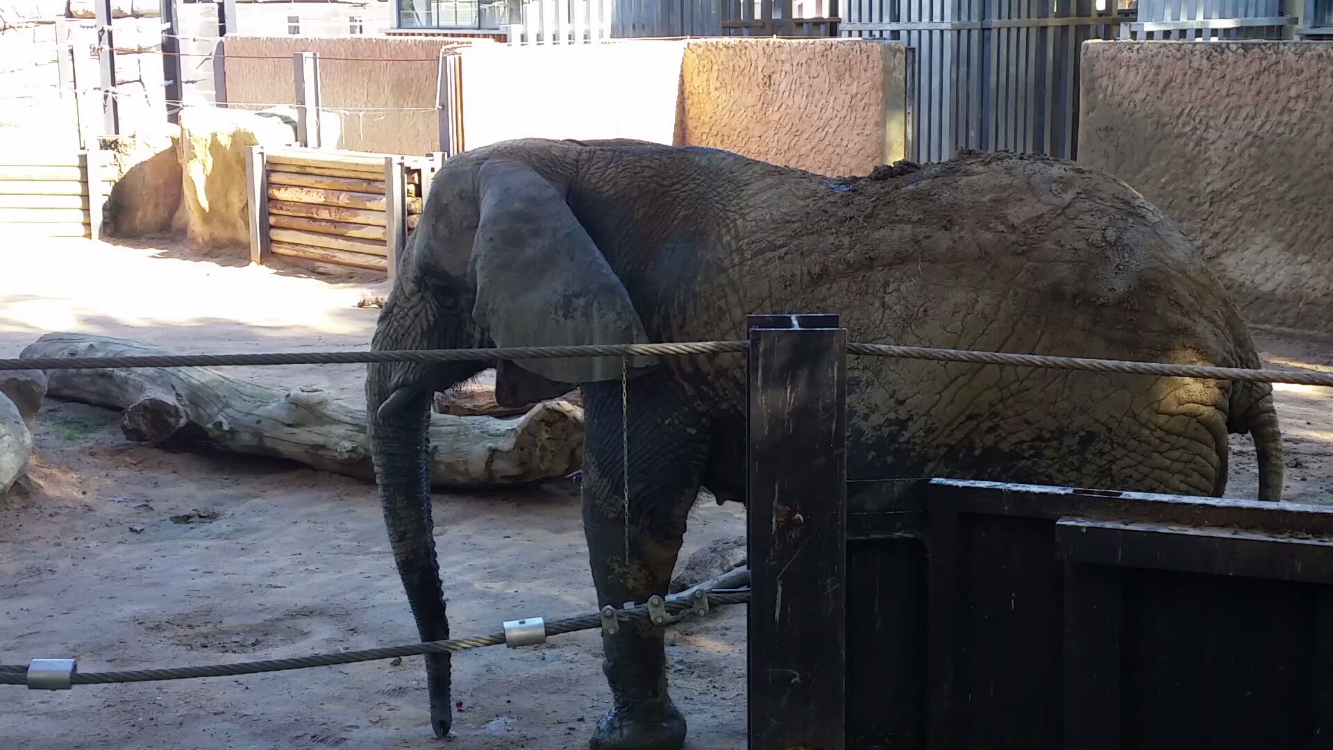 African Elephant, October 2017