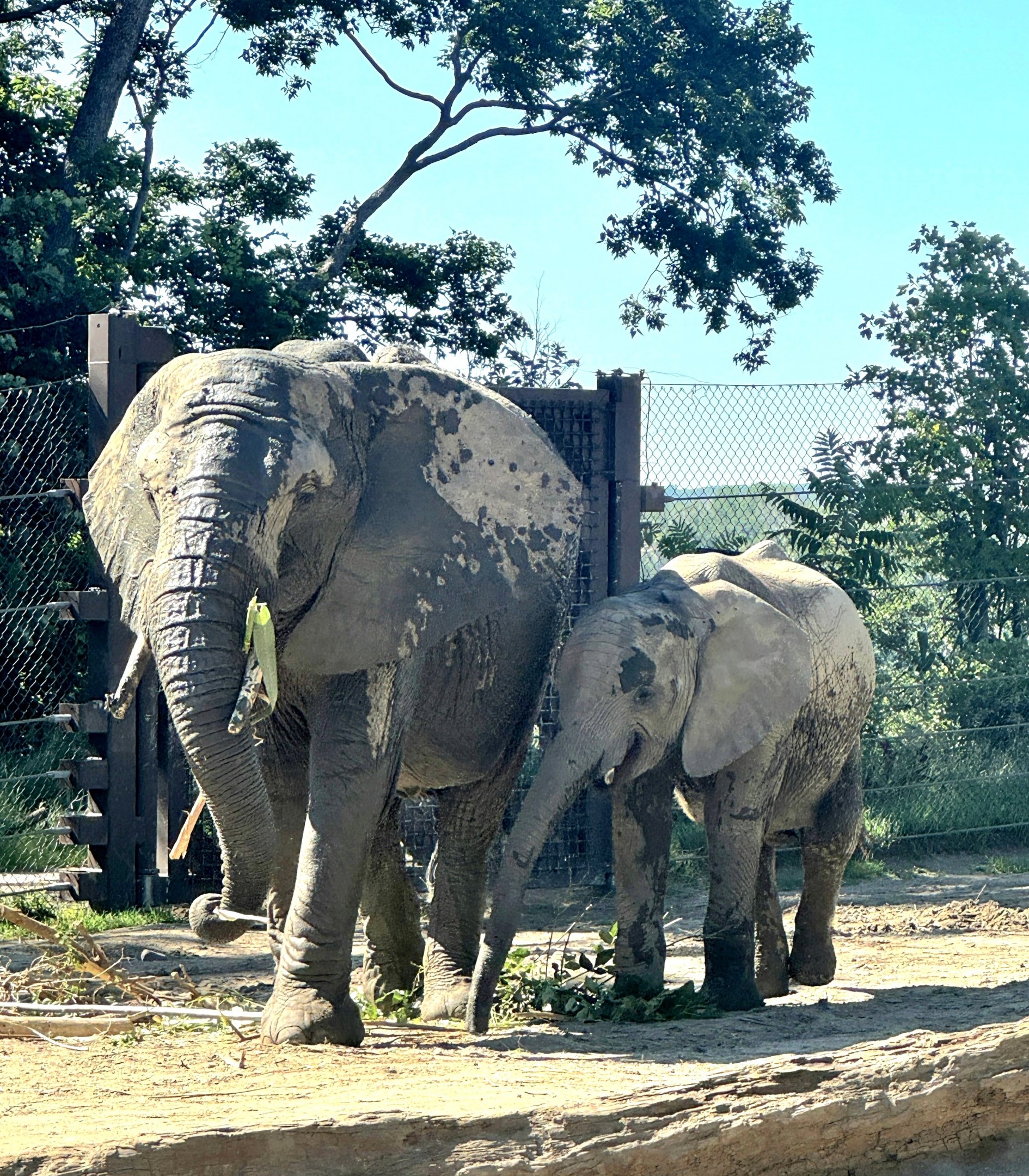 African Elephant-Omaha's Henry Doorly Zoo