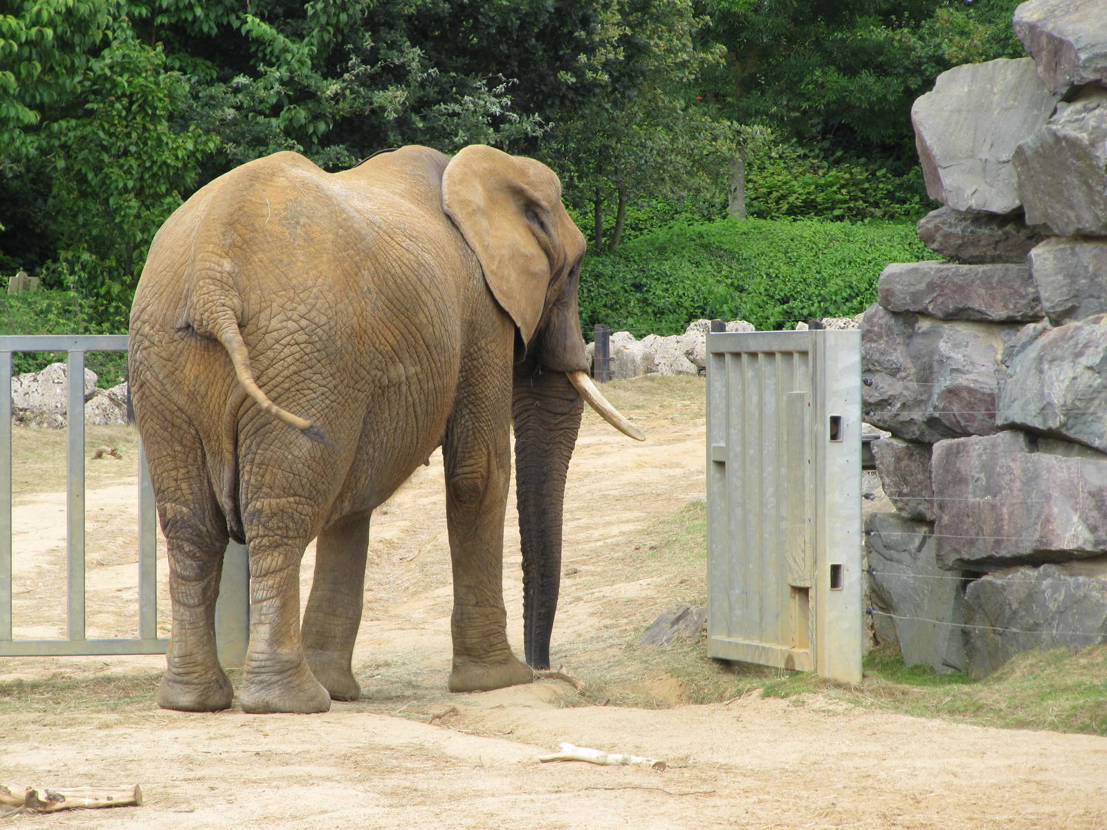 African Elephant on 06/08/2016