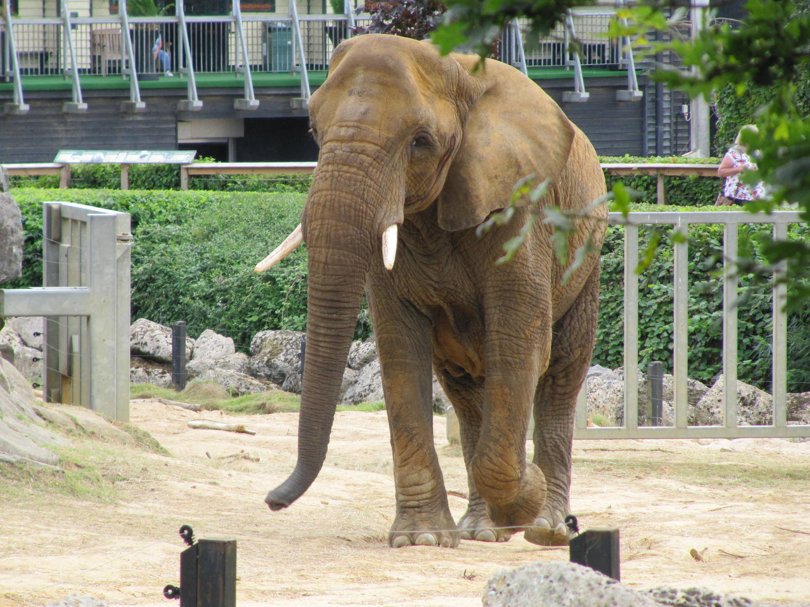 African Elephant on 06/08/2016